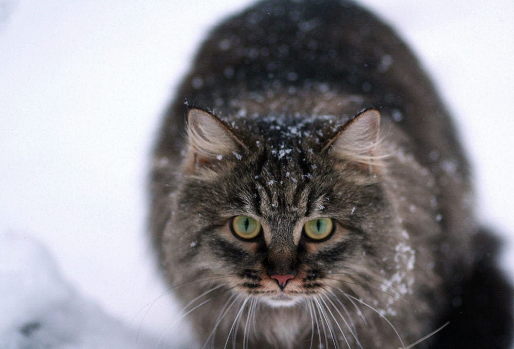 cat attacking in the snow