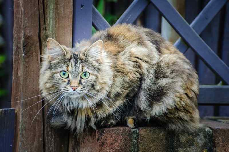 domestic-longhair-tortie