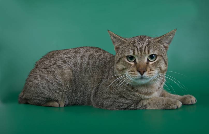 American Bobtail on green background