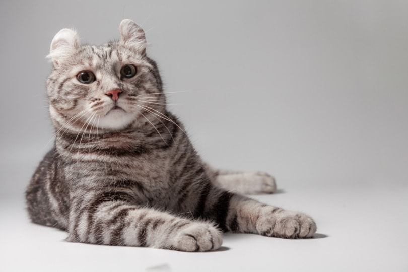 American curl tabby color sitting