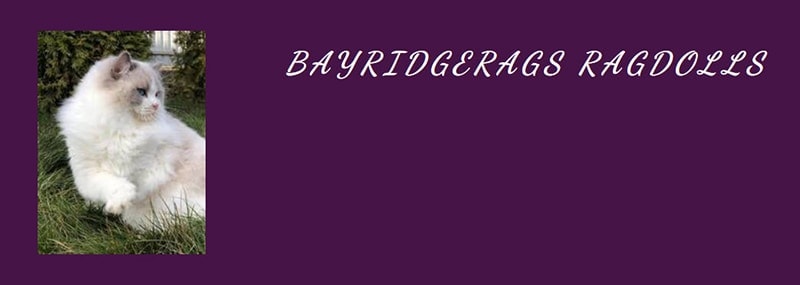 Bayridgerags Ragdolls logo