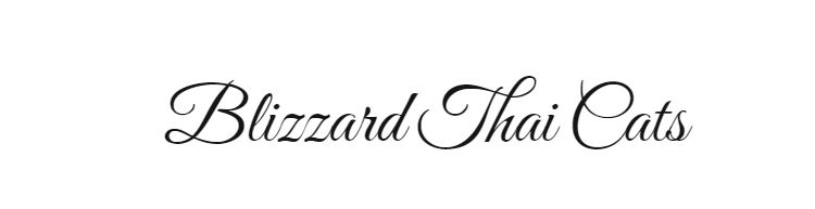 Blizzard Thai Cats