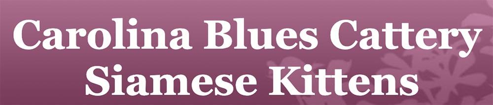 Carolina Blue Cattery