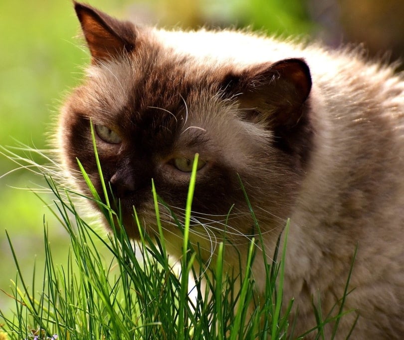 Cat eating grass