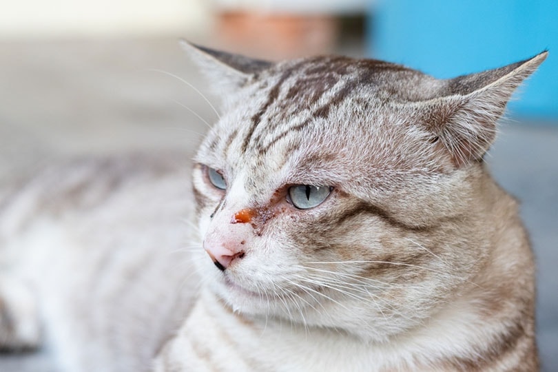 Cat eye's problem with watery eyes discharge and ocular mucus discharge