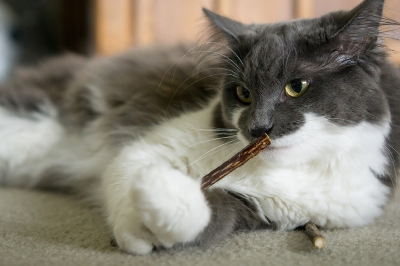 Cat playing with stick