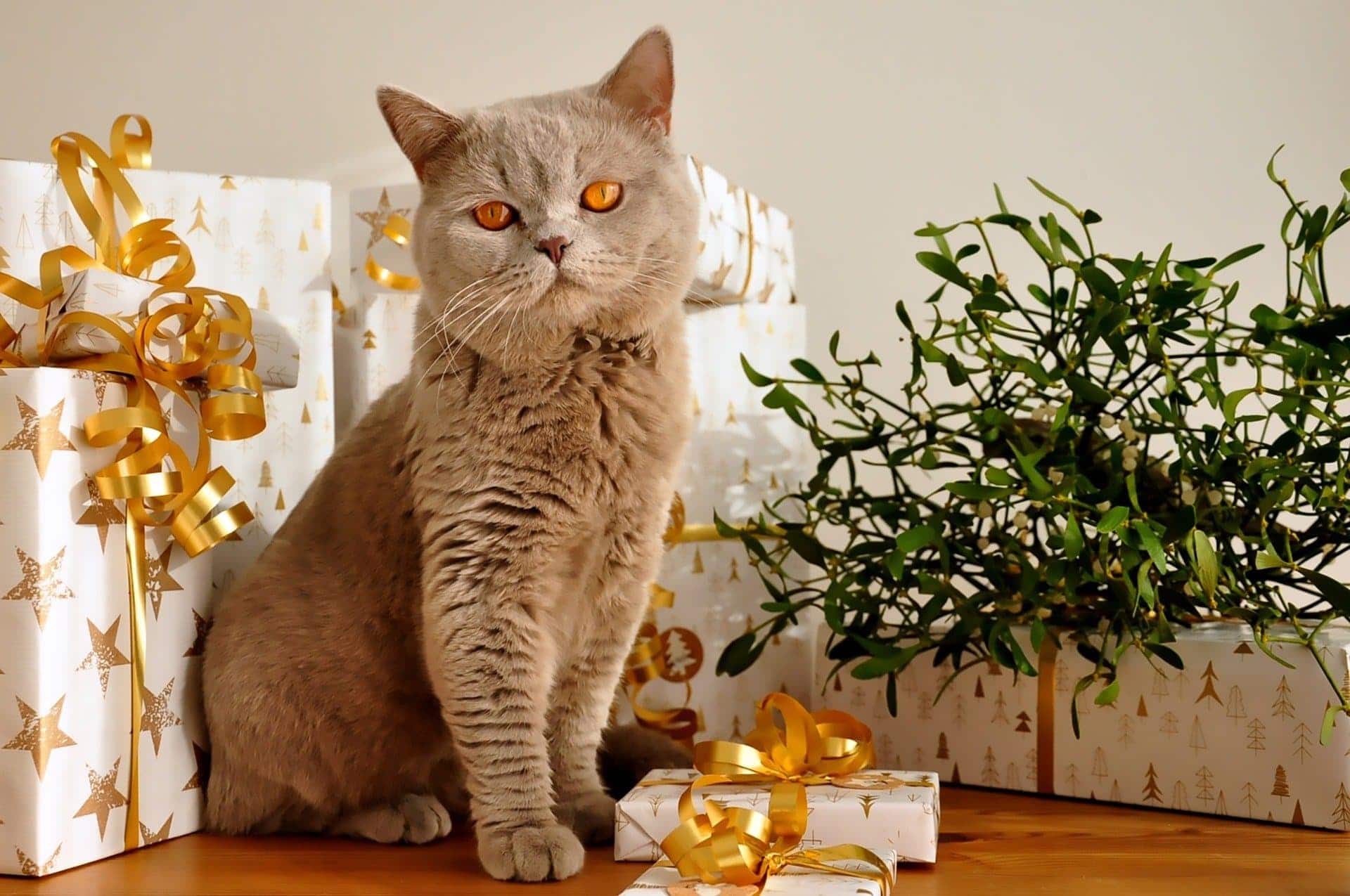 Cat present