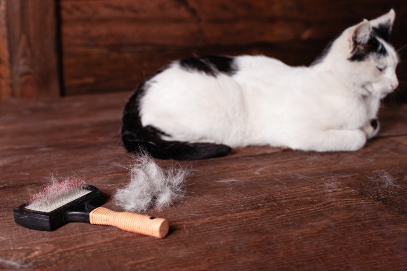 Cat shedding brushed