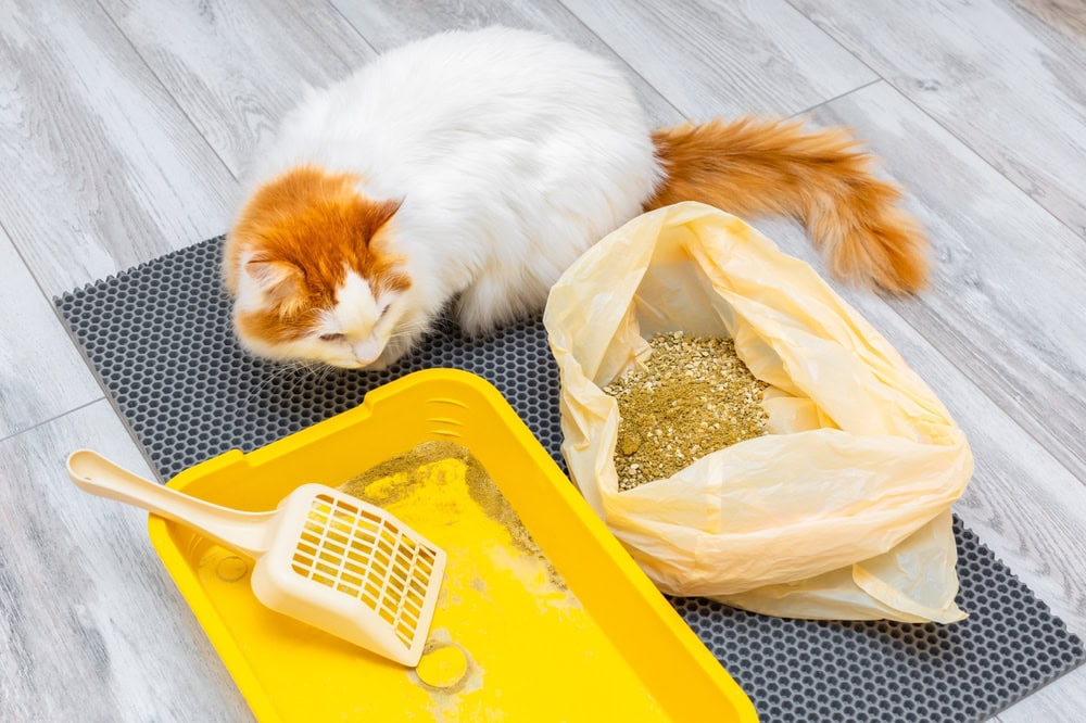 Cat staring at a litter box eside a trash bag