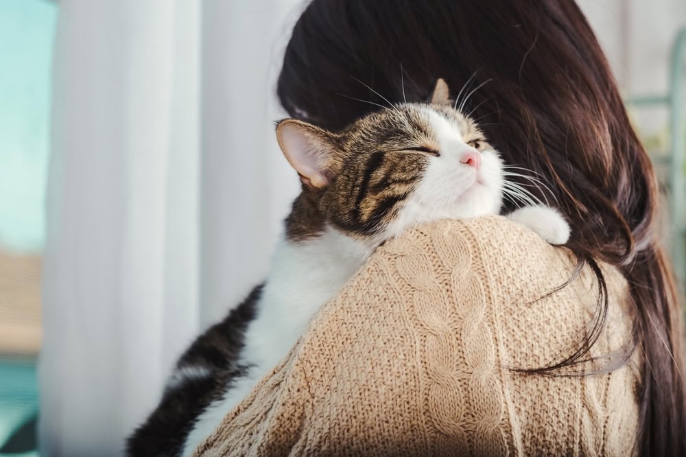 Cute cat put his chin on woman in brown sweater's shoulder