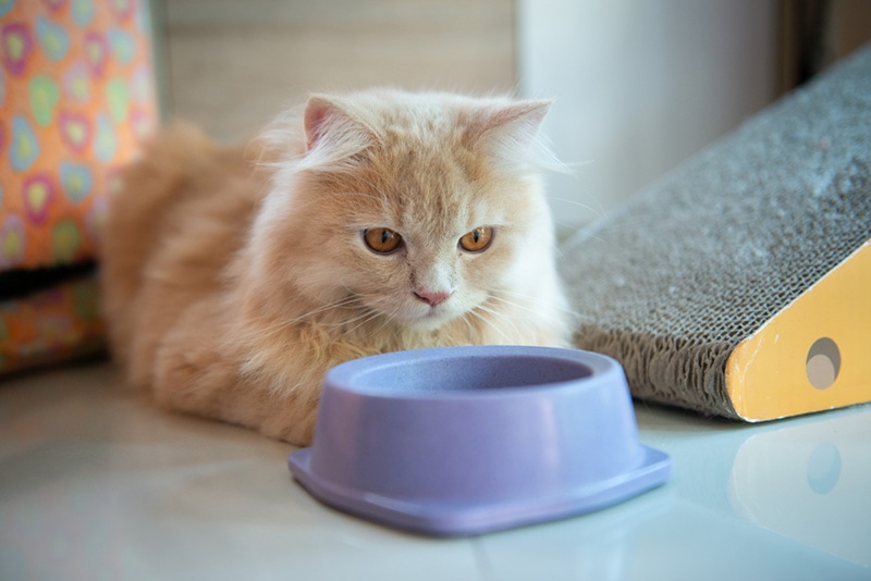 Cute cat with with empty cat food dish