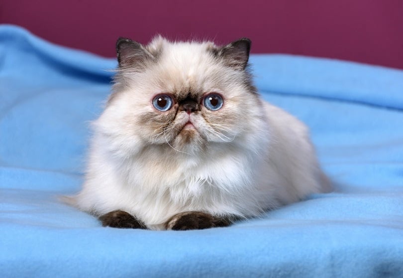 Cute persian seal tortie colorpoint kitten
