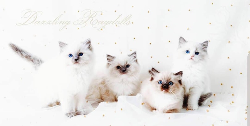 Dazzling Ragdolls