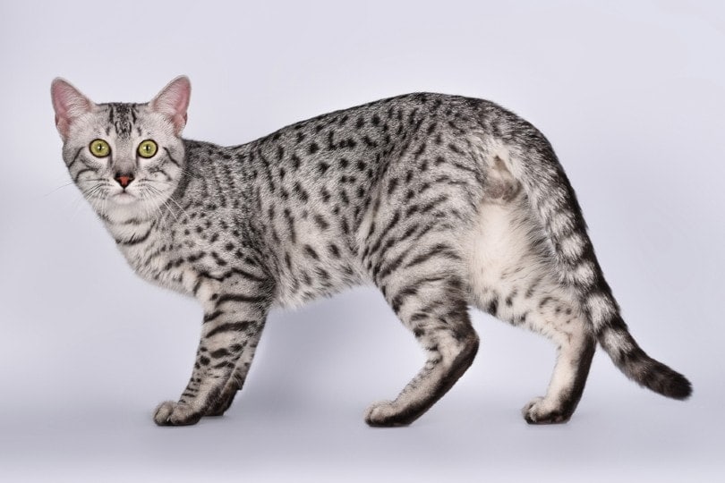 Egyptian Mau cat in gray background