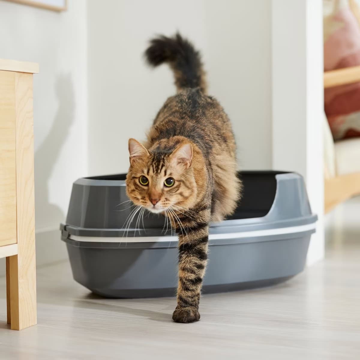 Frisco Corner Sifting Cat Litter Box with Rim
