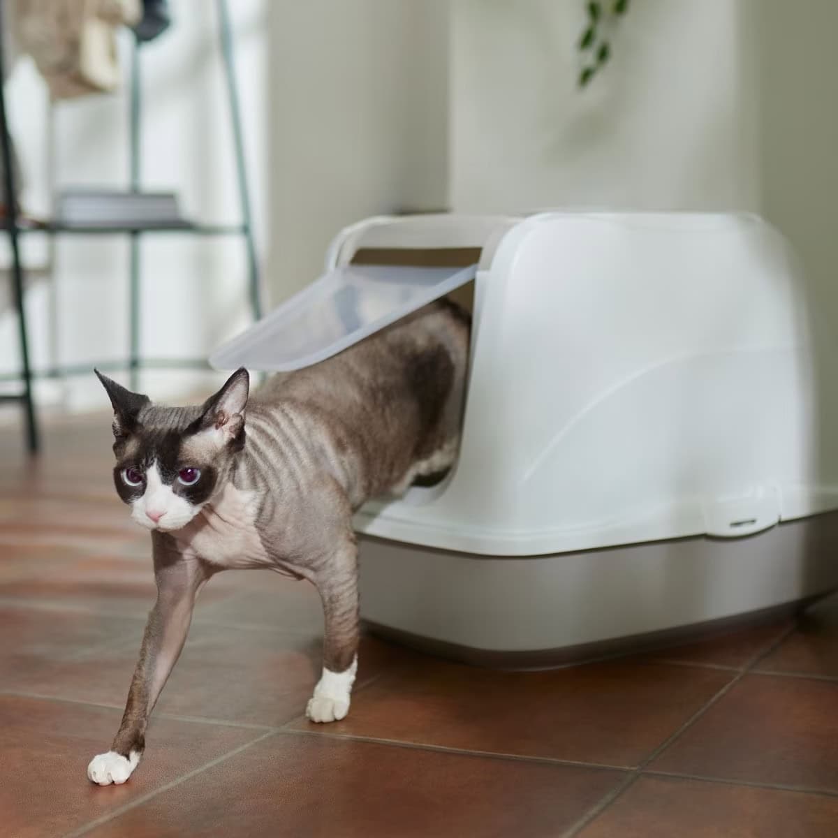 Frisco Flip Top Hooded Cat Litter Box