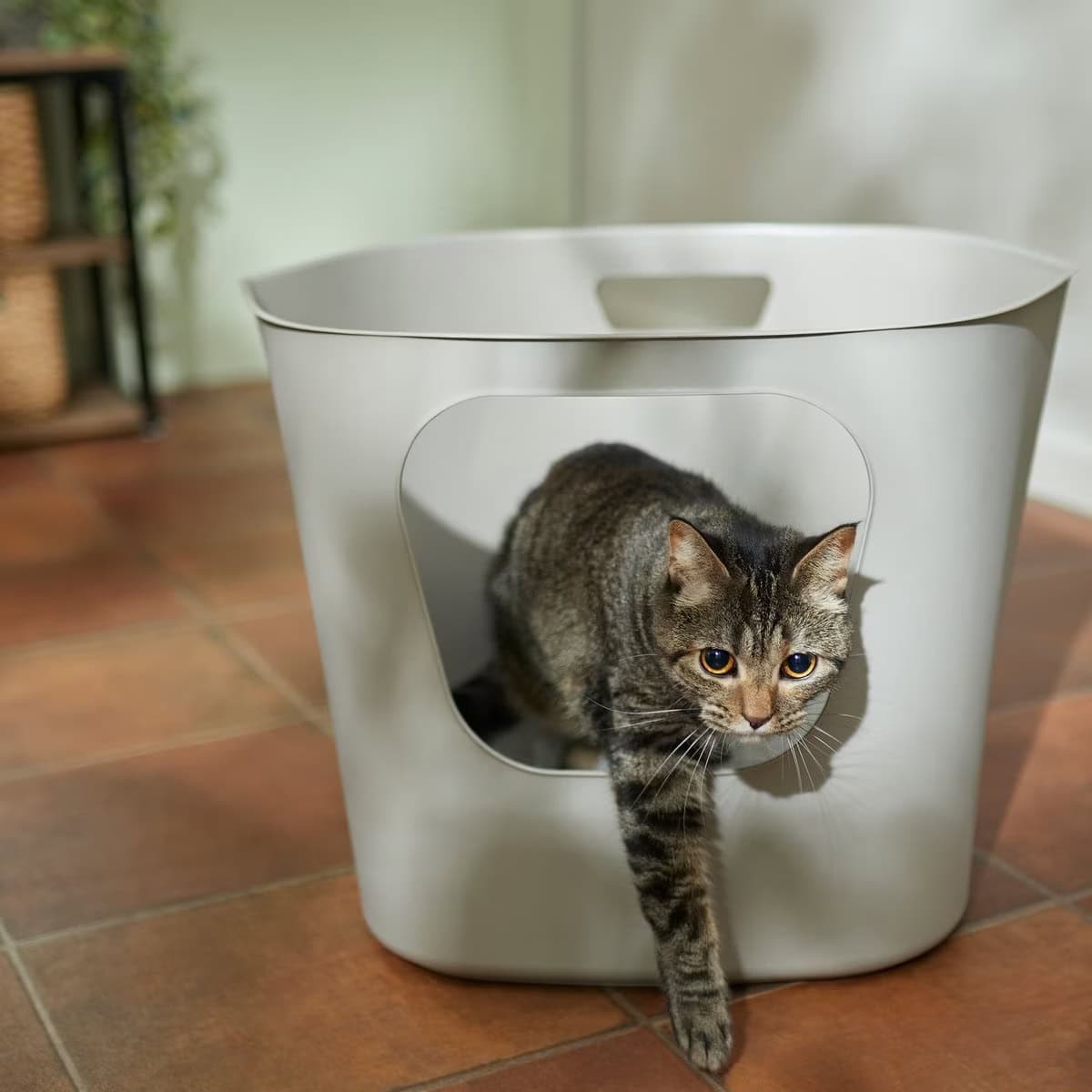 Frisco Leaf High-Sided Cat Litter Box 