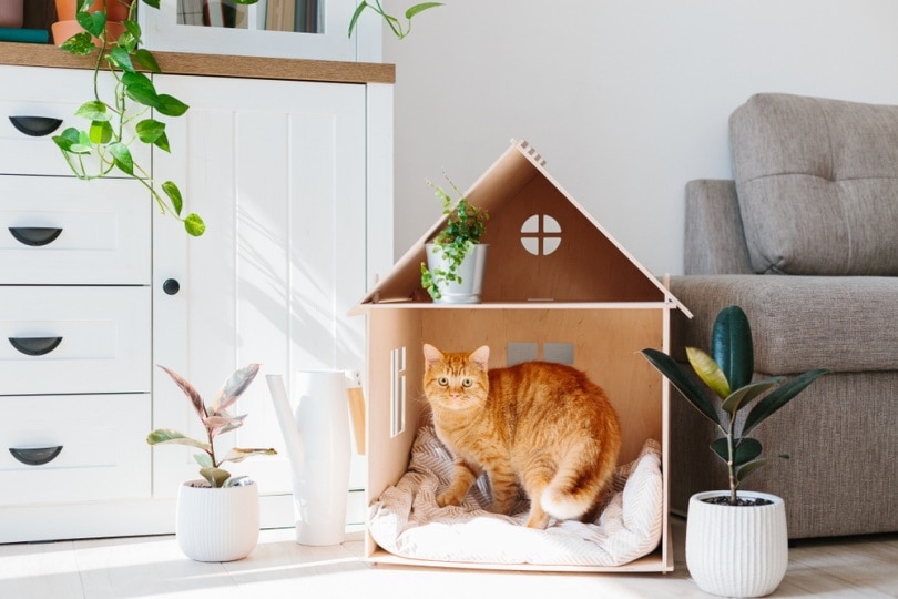 Ginger cat with nice furniture