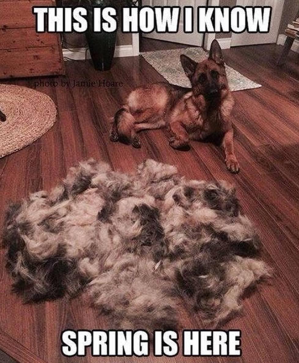 Groom One German Shepherd, and Suddenly You Have Two