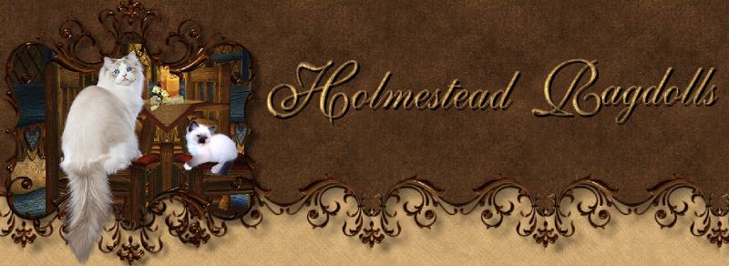 Homestead Ragdolls