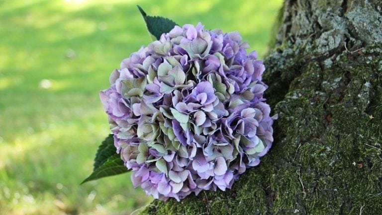 15 Plants Toxic to Dogs: Vet Reviewed Facts & Symptoms | Hepper Pet ...