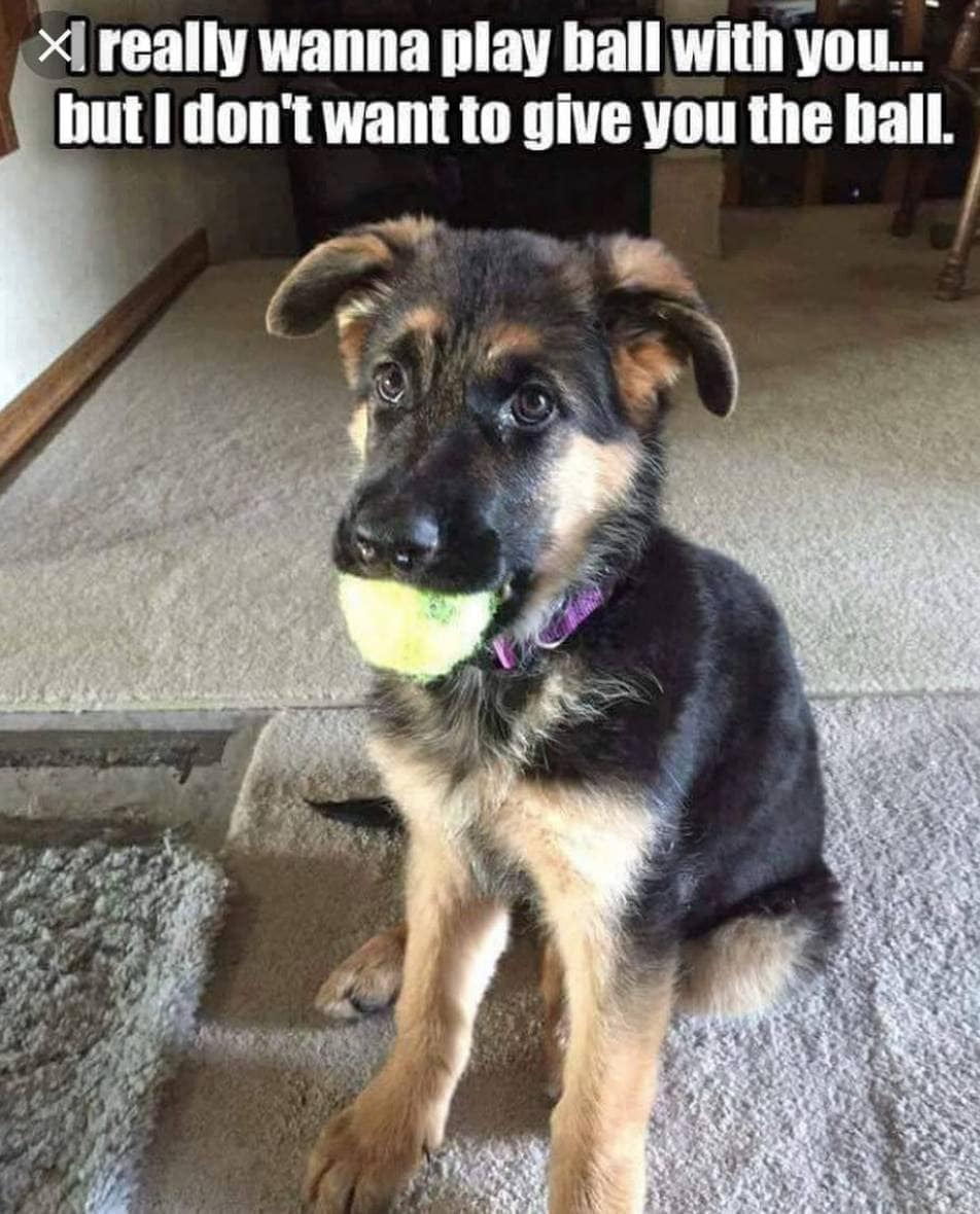 It’s Tricky Being a Puppy