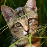 Kitten eating grass