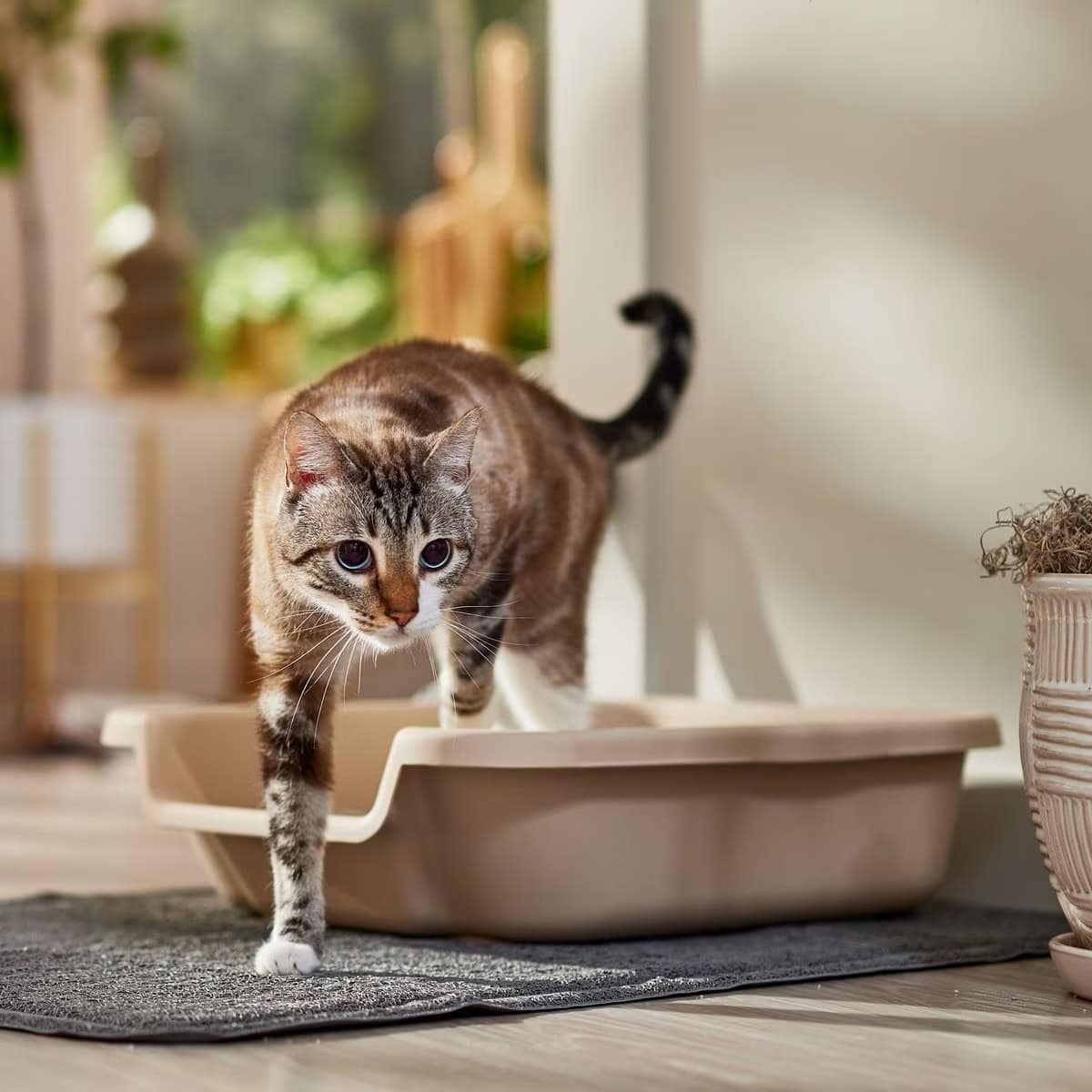 KittyGoHere Senior Cat Litter Box new