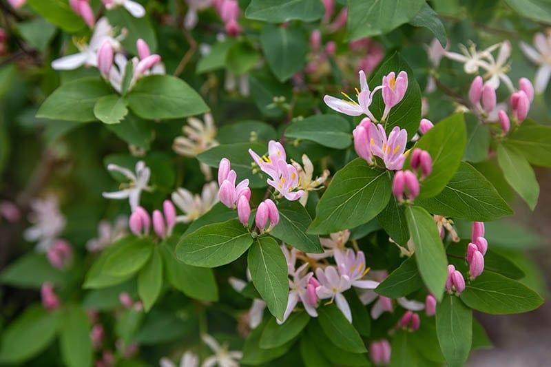 Lonicera tatarica or Tatarian Honeysuckle