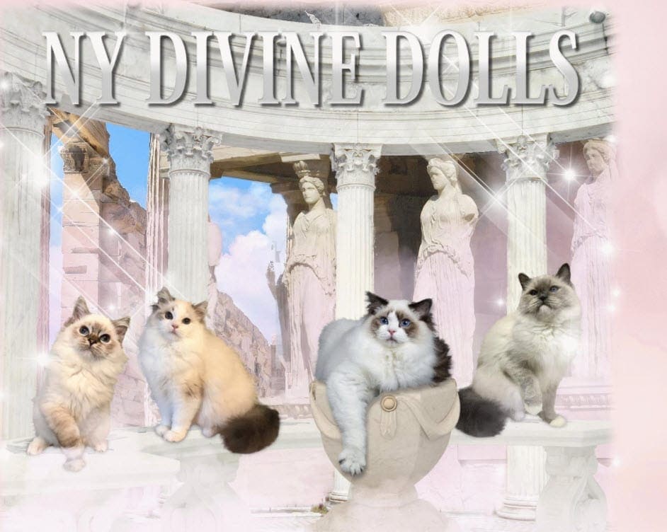 NY Divine Dolls logo