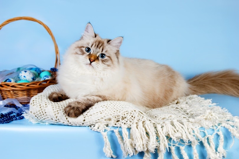Neva masquerade cat sitting on linens