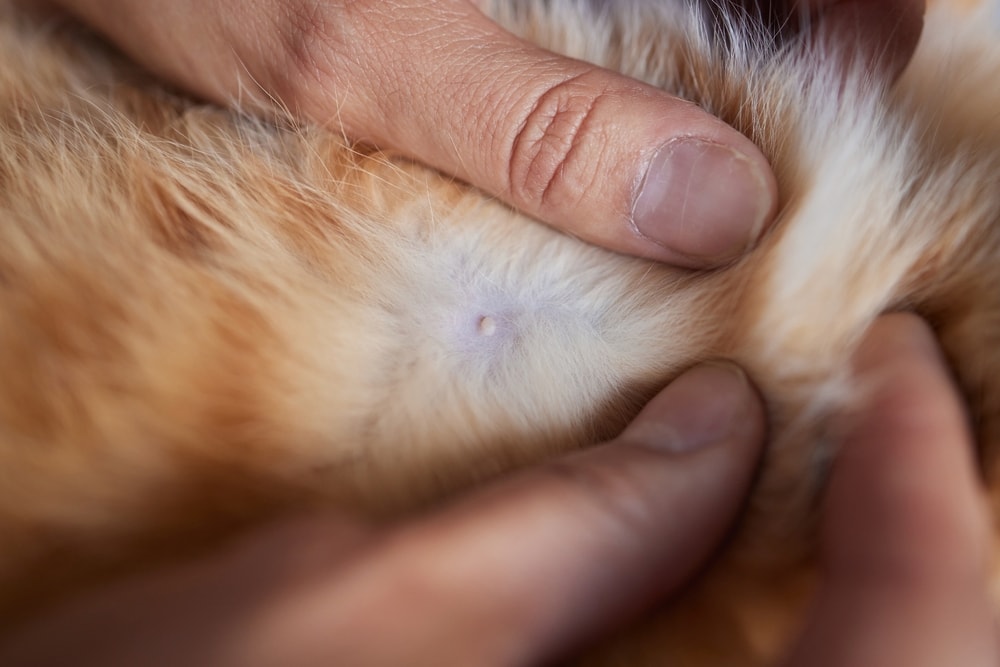 Nipples on a male cat