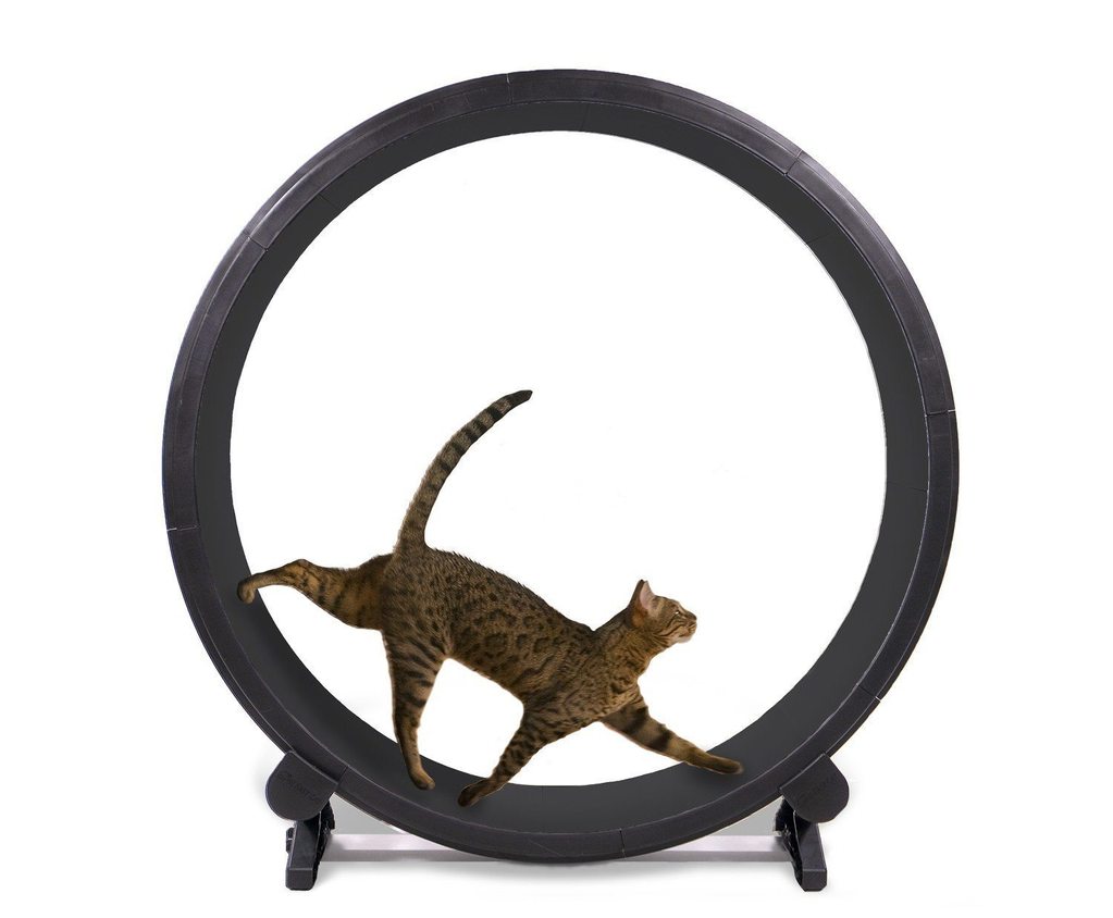 One Fast Cat Exercise Wheel