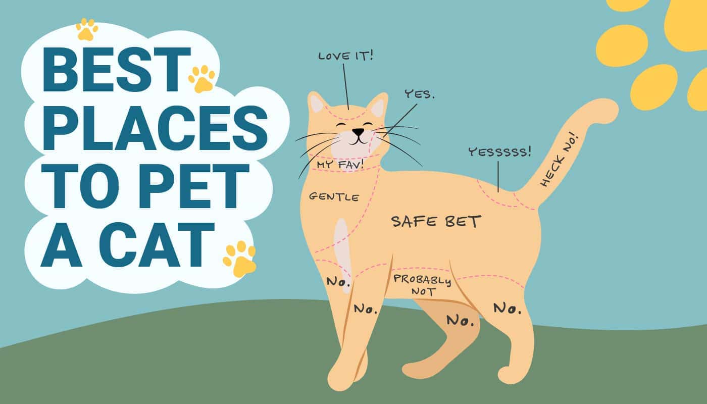 Hepper_Best-Places-to-Pet-a-Cat_Infographic_v1-1_Apr-10-2023