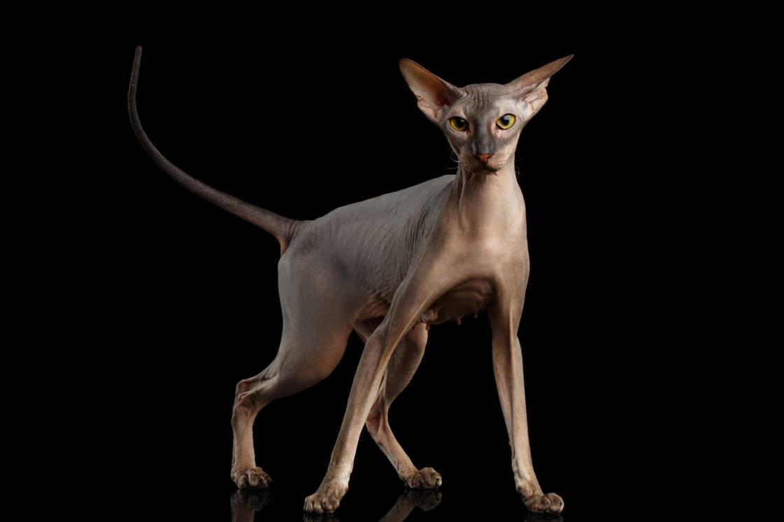 Peterbald with black background