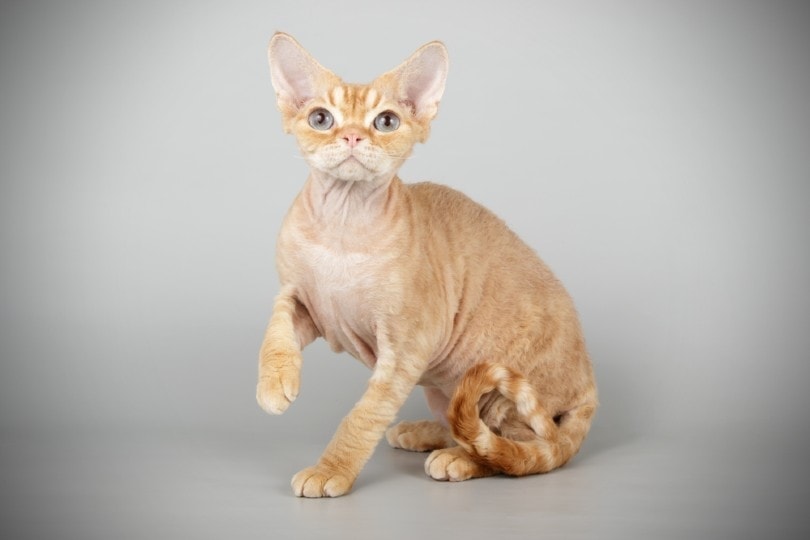Red Devon Rex cat sitting in a gray background