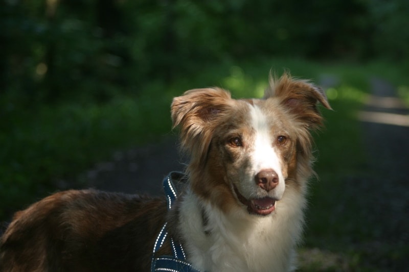 Red merle Australian Shepherd close up