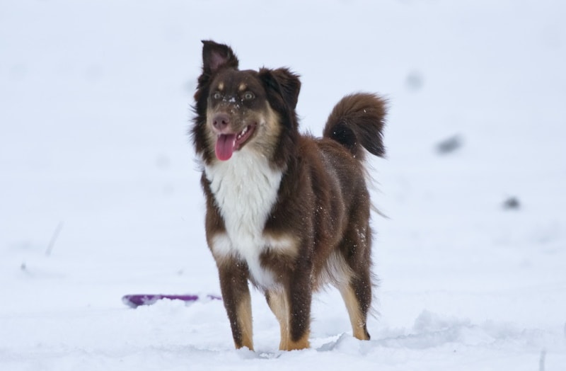 Red tri Australian Shepherd in the snow