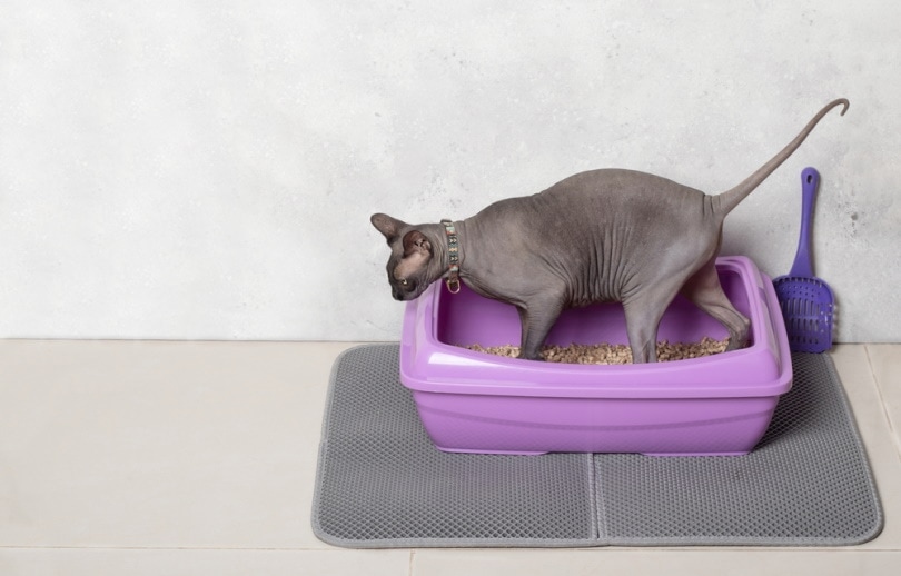 Sphinx cat using pitter