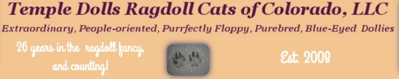 Temple Dolls Ragdoll Cats of Colorado