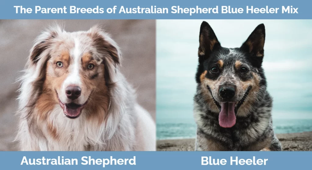 The parent breeds of Australian Shepherd Blue Heeler Mix