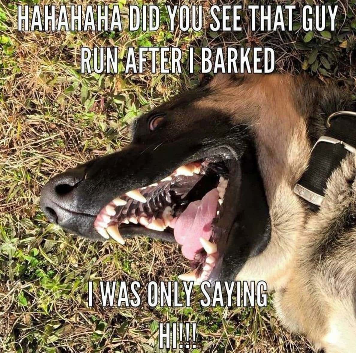 Their Bark Isn’t Worse Than Their Bite
