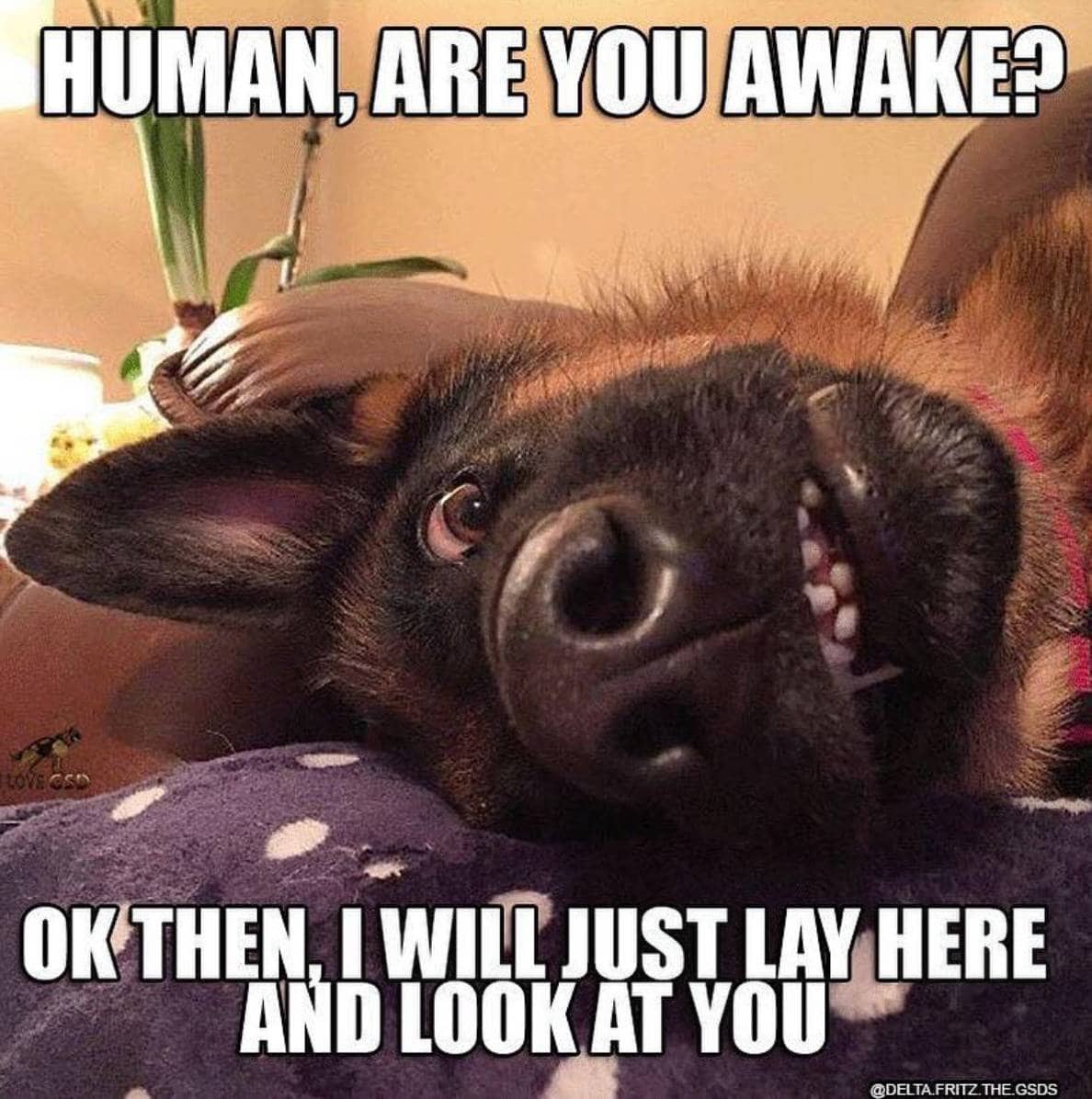 They Always Watching