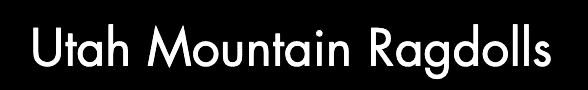 Utah Mountain Ragdolls