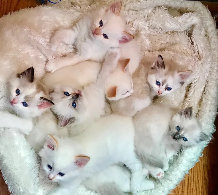 Willetteragdol cattery kittens in bed