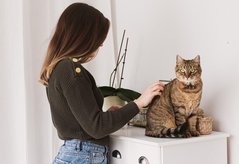 Woman grooming cat