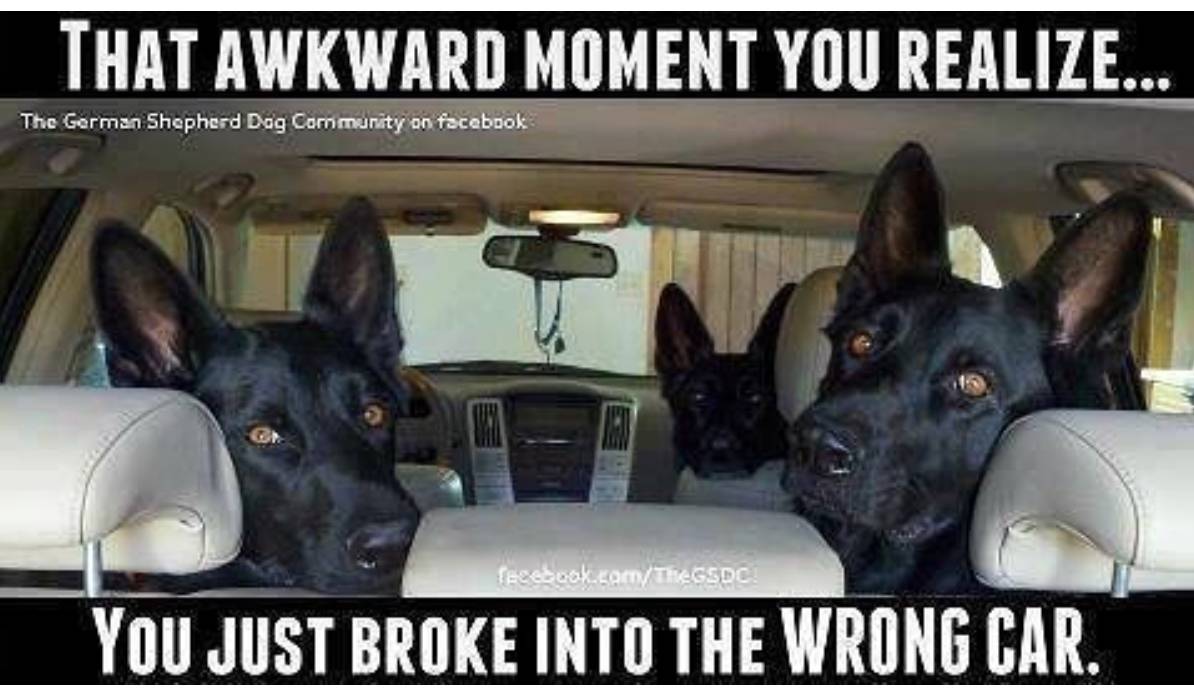 You Messed Up if You Mess With a German Shepherd