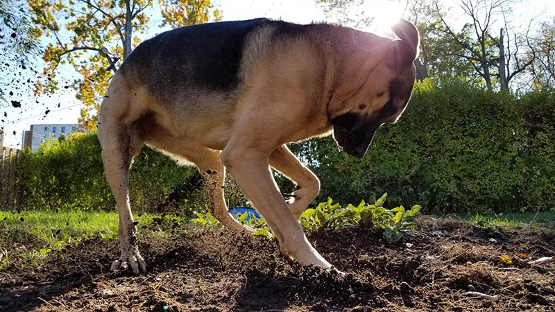Adult German Shepherd dog digging in the garden