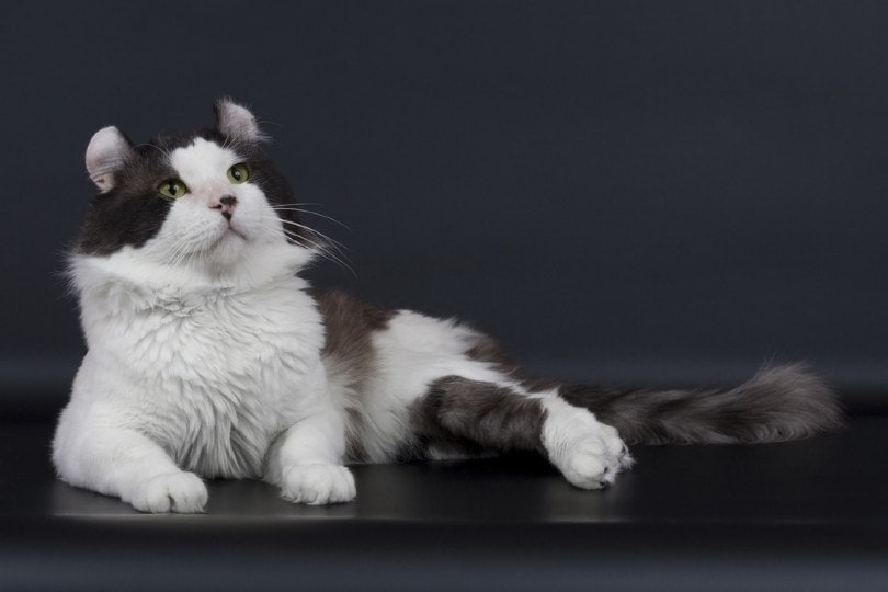 american curl cat lying on grey background