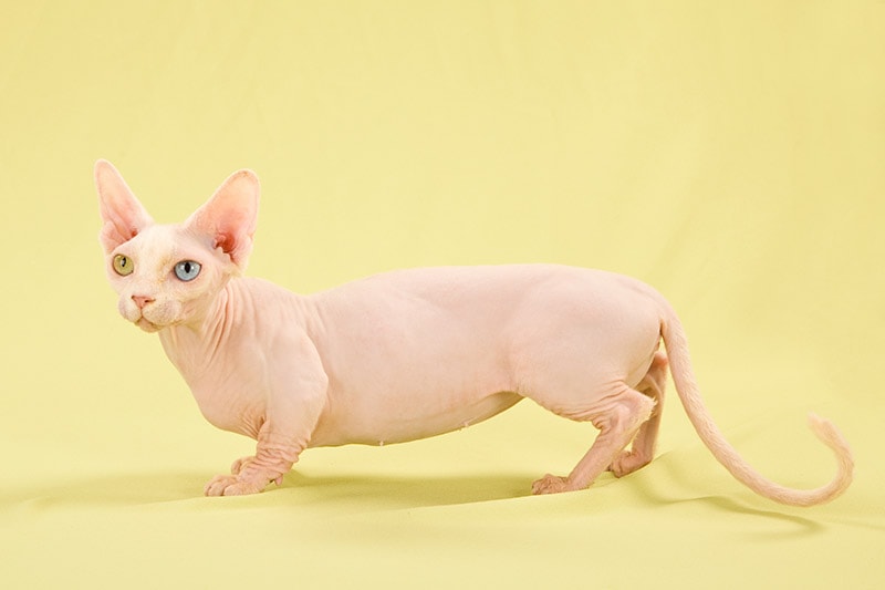 bambino cat on yellow background